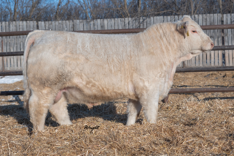 bull